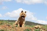 CAIRN TERRIER 103